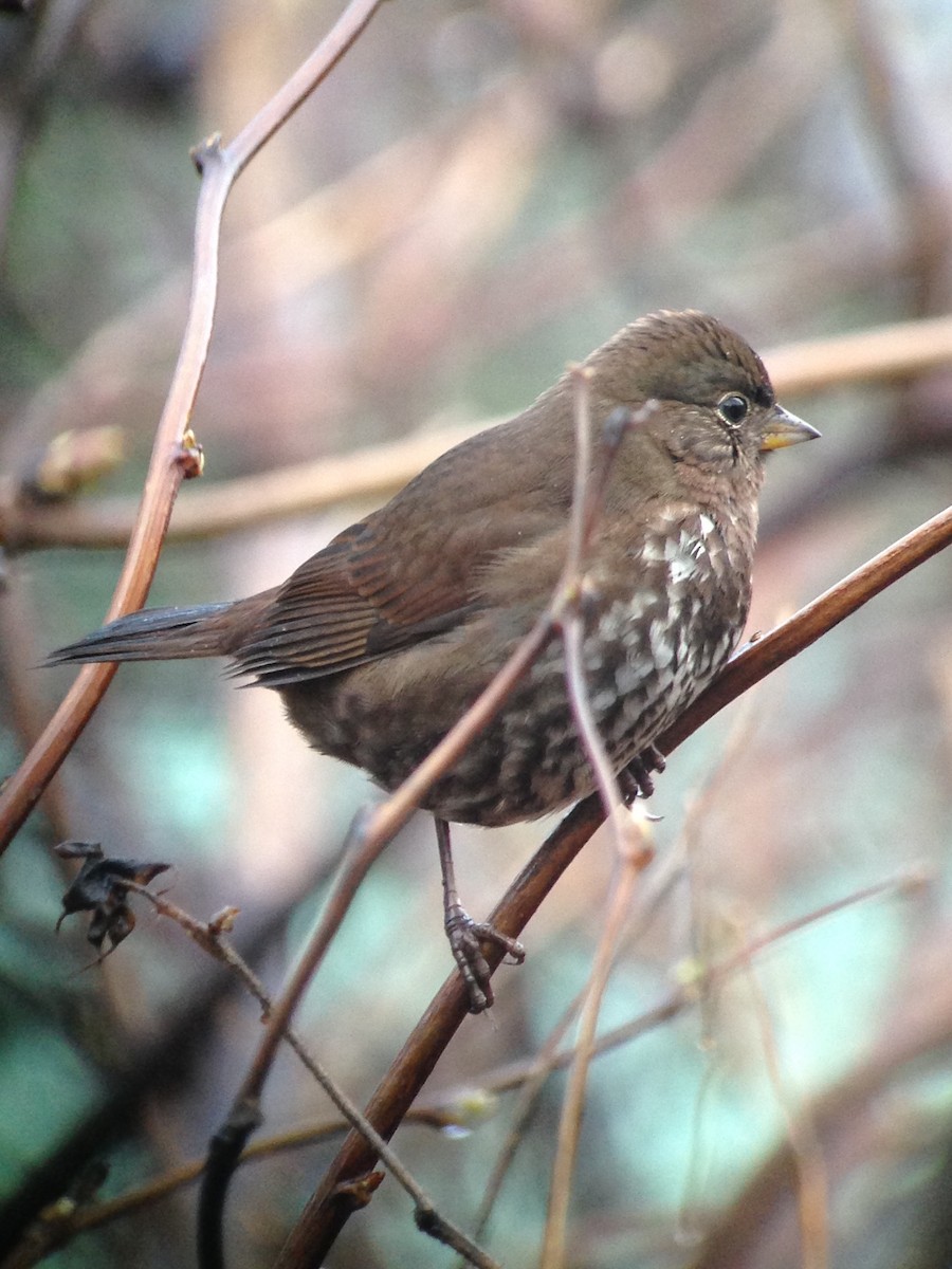 Fox Sparrow - ML43592831