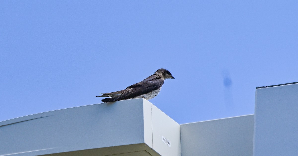 Purple Martin - ML435928311