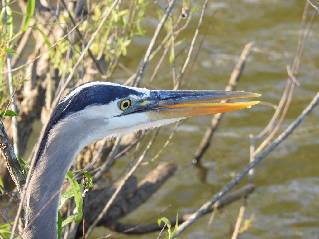 Great Blue Heron - ML435928321