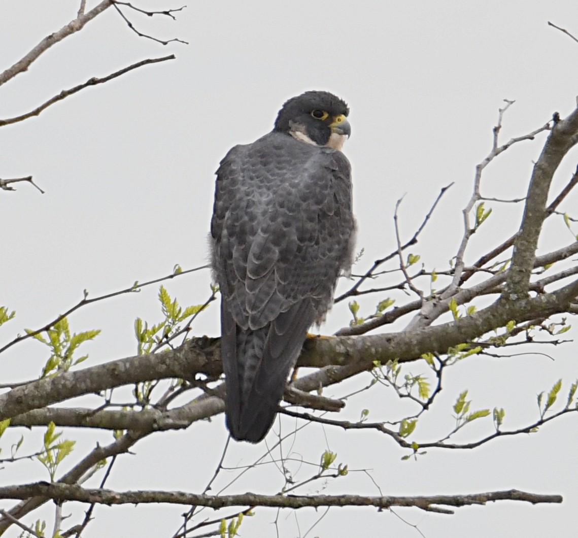 Peregrine Falcon - ML435929751