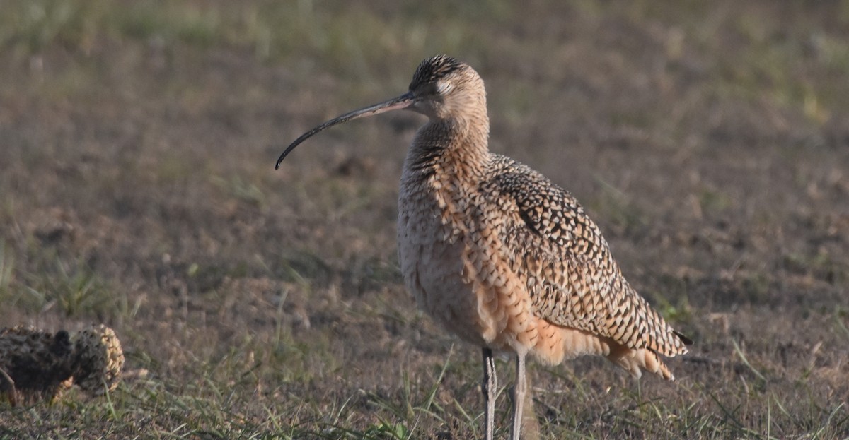 Long-billed Curlew - ML435930351