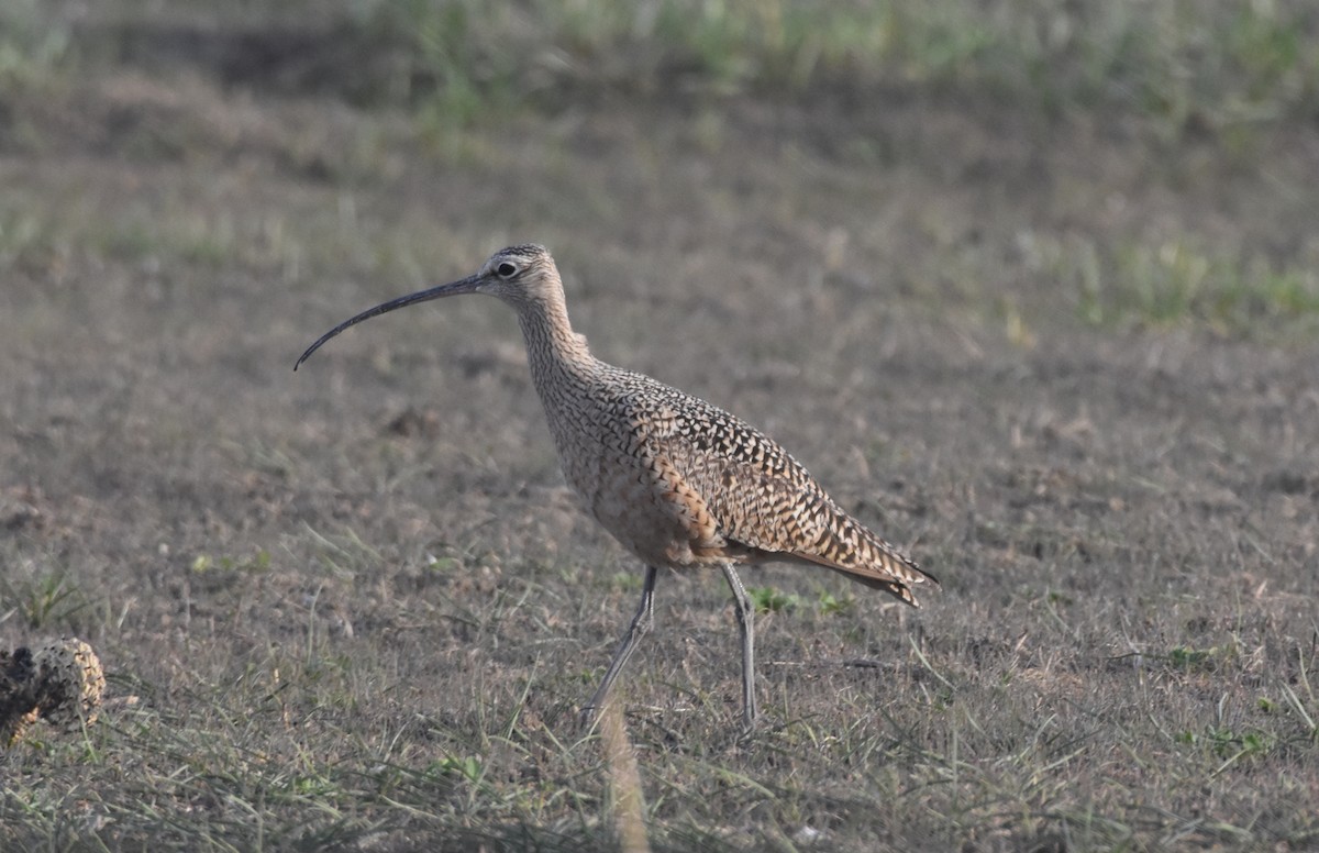Long-billed Curlew - ML435930511