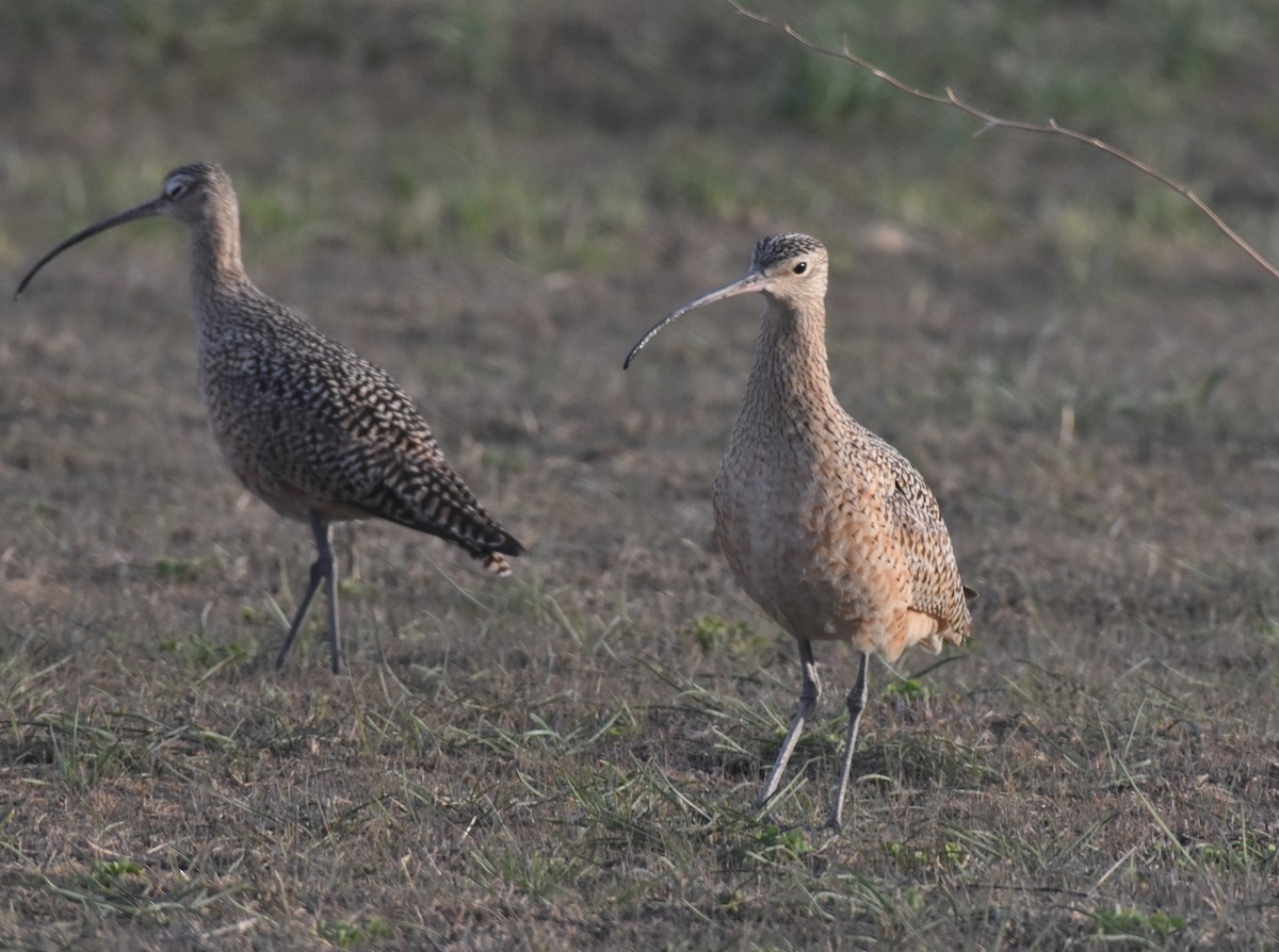 Long-billed Curlew - ML435930561