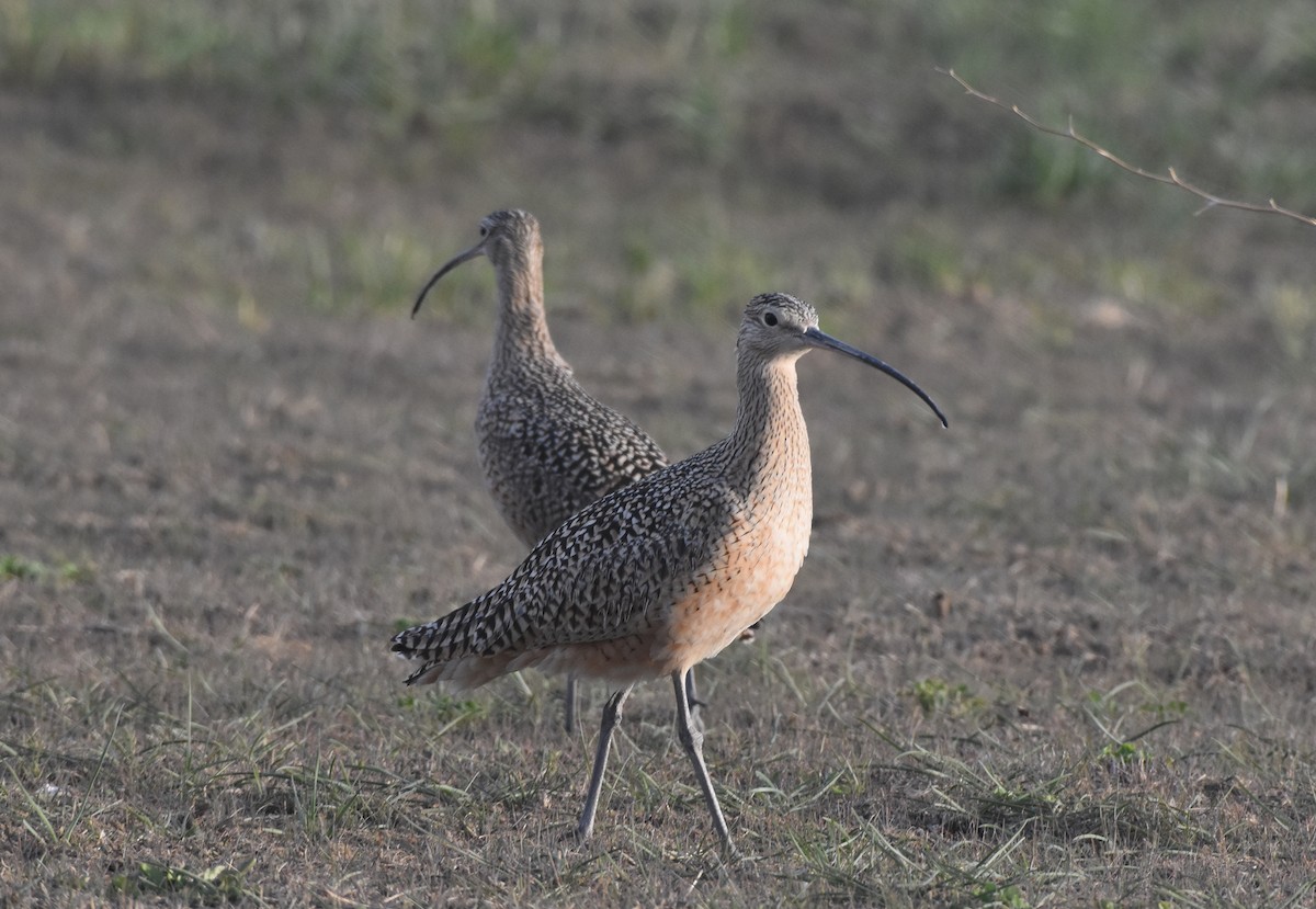 Long-billed Curlew - ML435930581