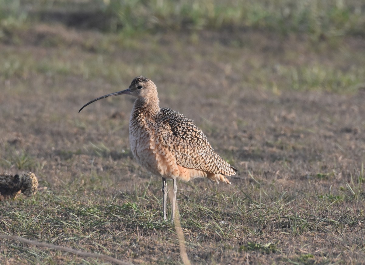 Long-billed Curlew - ML435930611