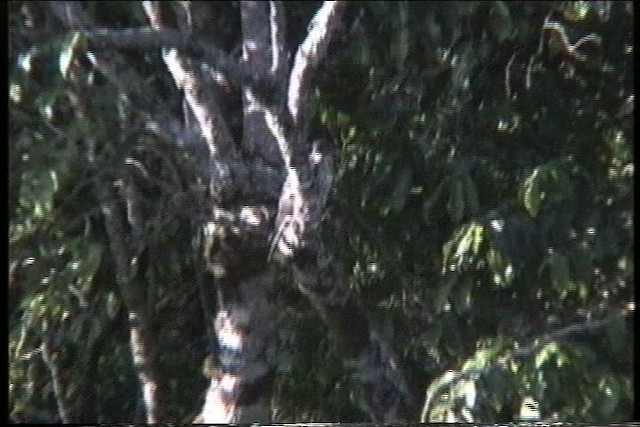 African Goshawk - ML435931