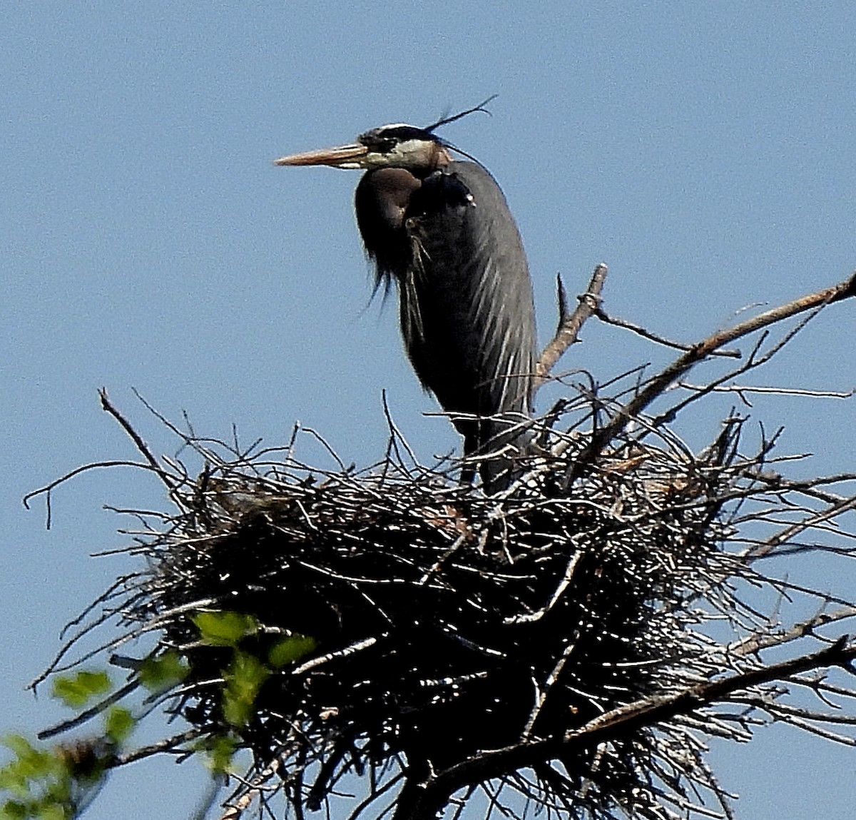 Great Blue Heron - ML435932211