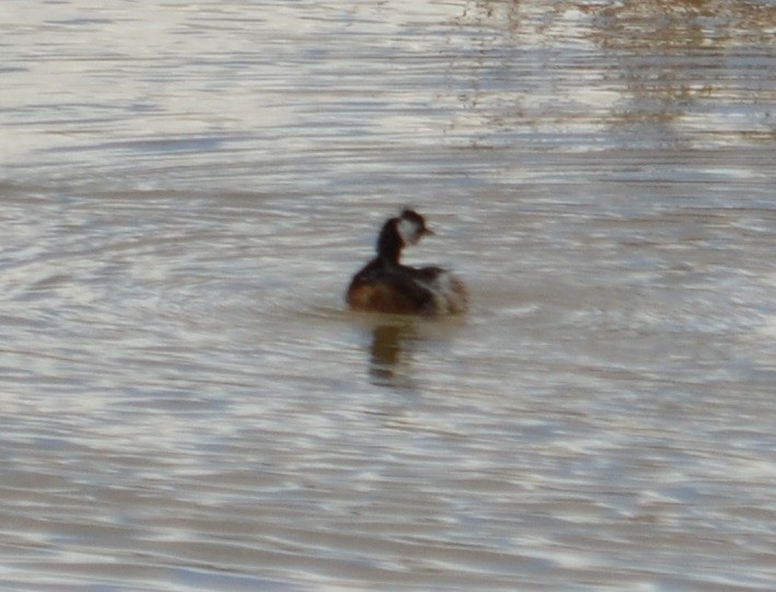 White-tufted Grebe - ML435933031