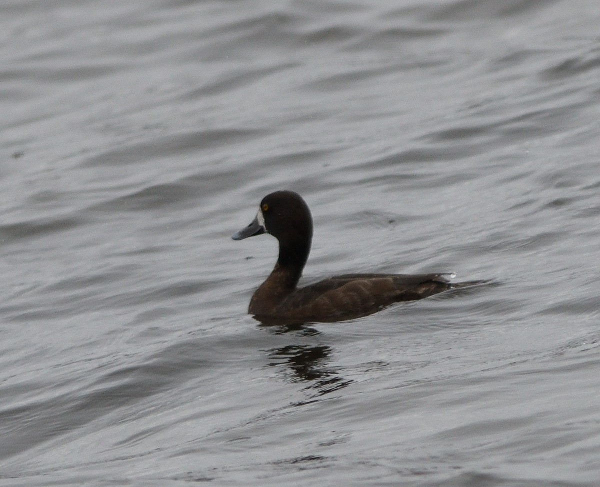 Greater Scaup - Woody Gillies