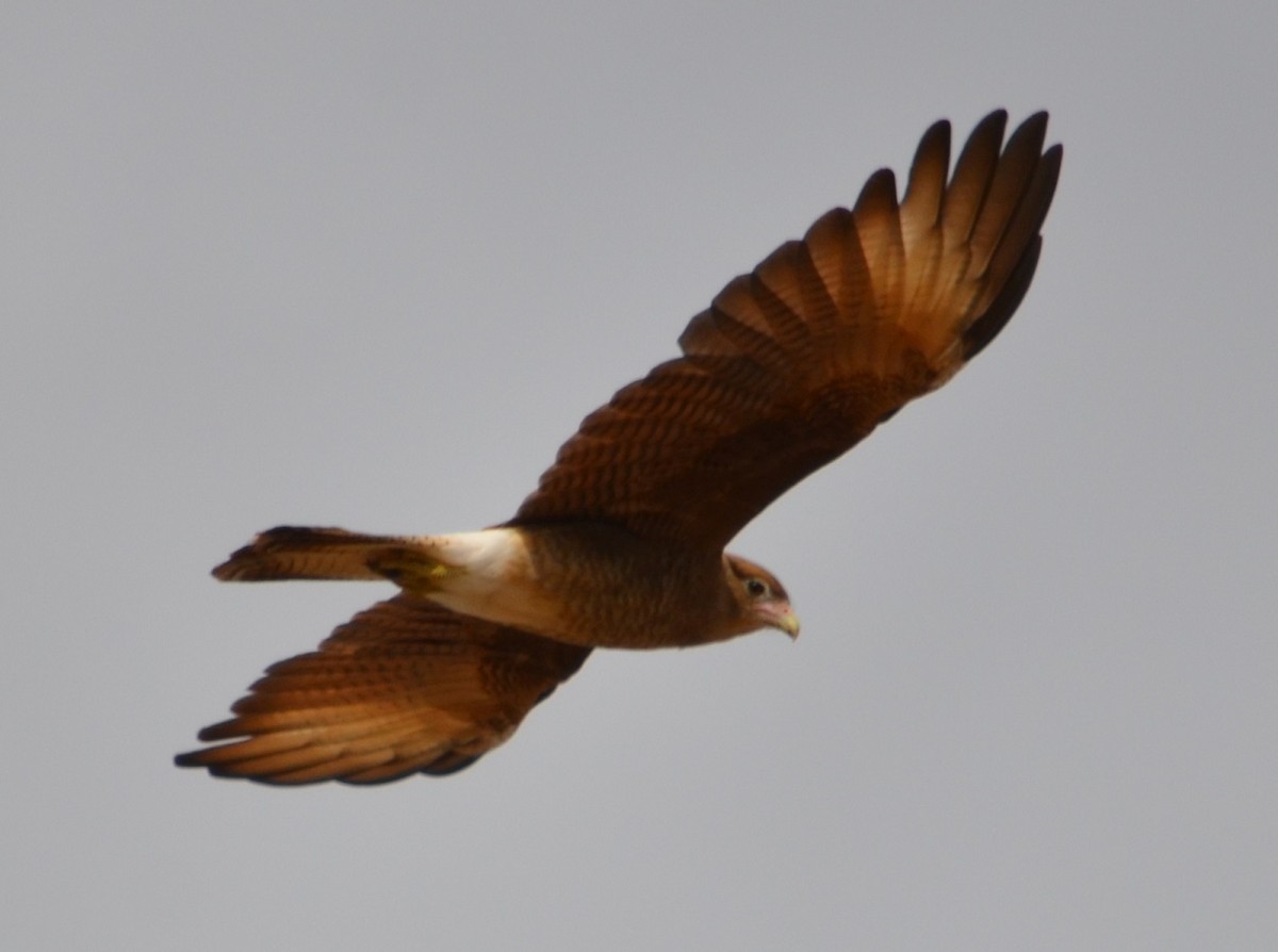 Caracara chimango - ML435933811