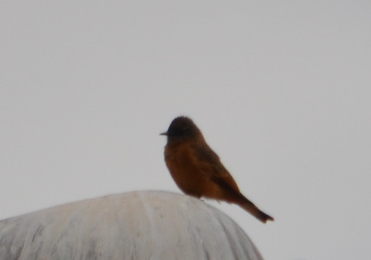 Cliff Flycatcher - ML435933941