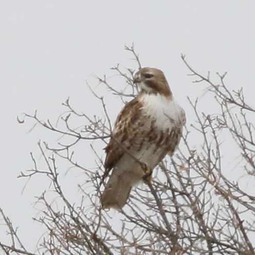 Red-tailed Hawk - ML435934721