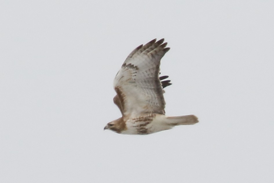 Red-tailed Hawk - ML435934731