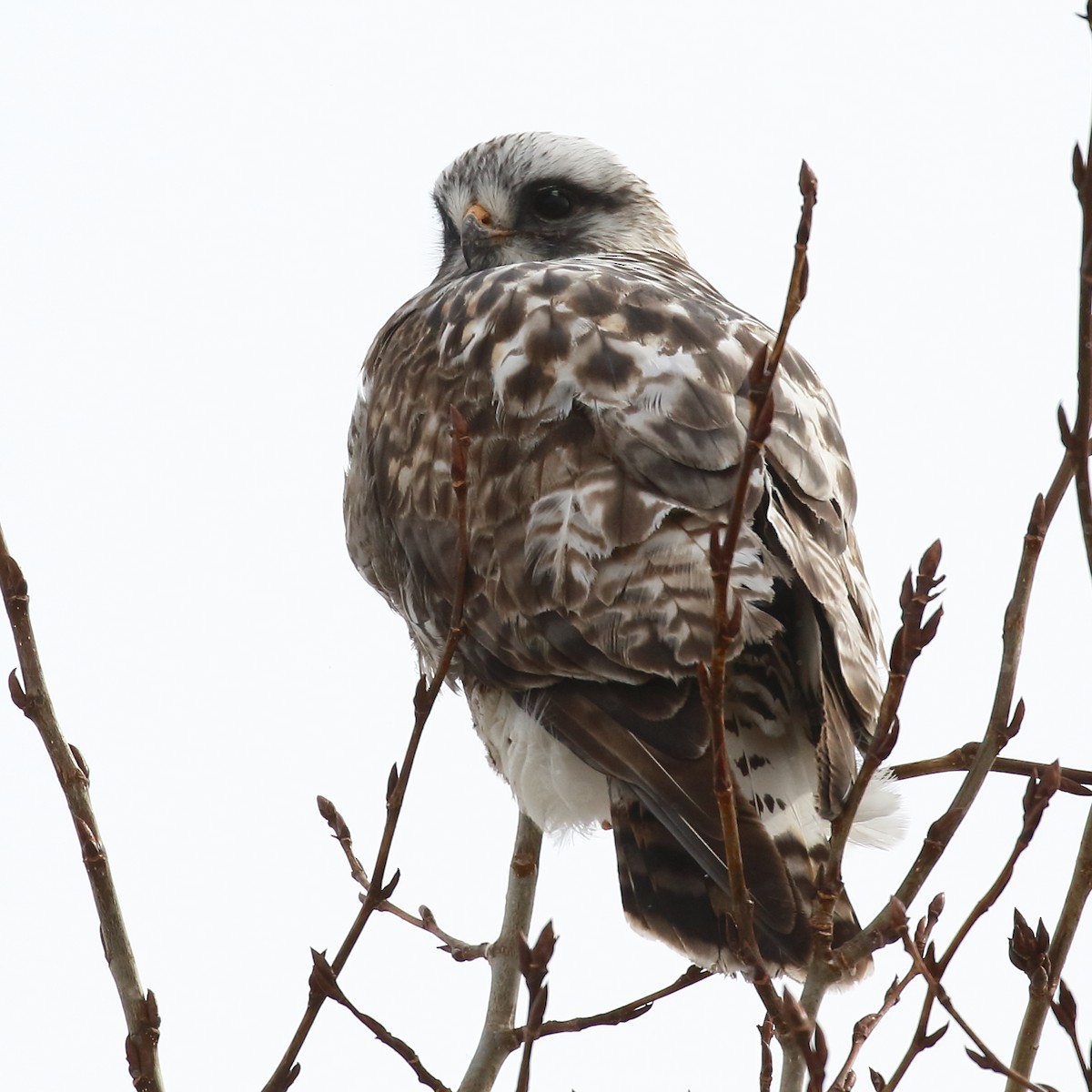 Rough-legged Hawk - ML435935651