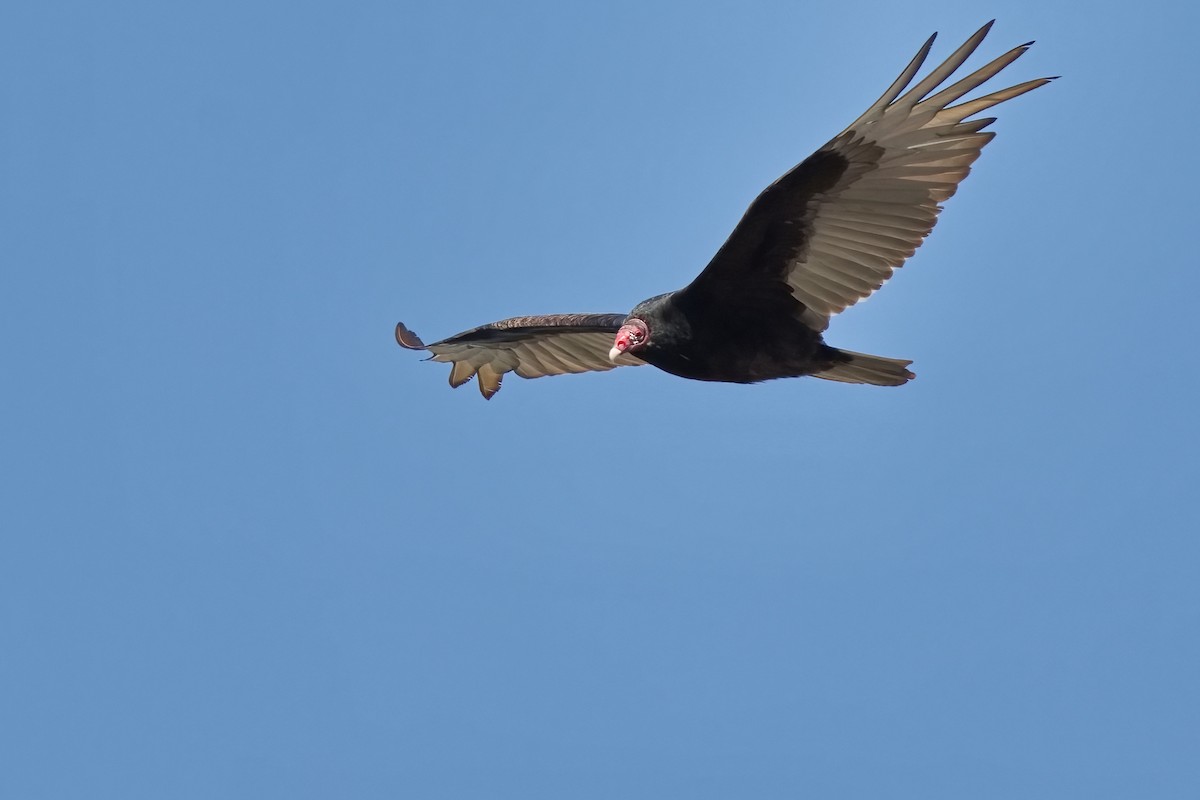 Turkey Vulture - ML435936501