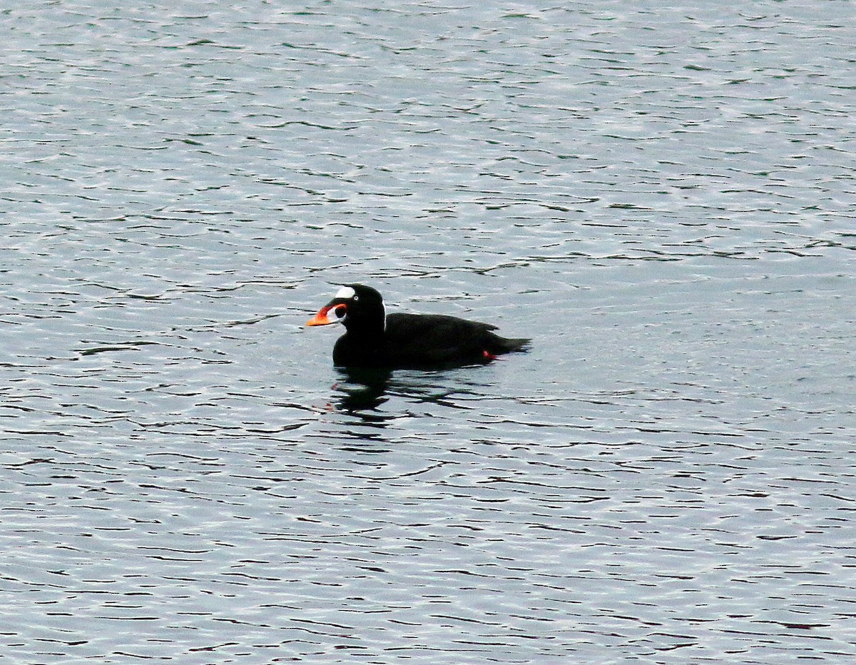 Surf Scoter - Mike Fahay
