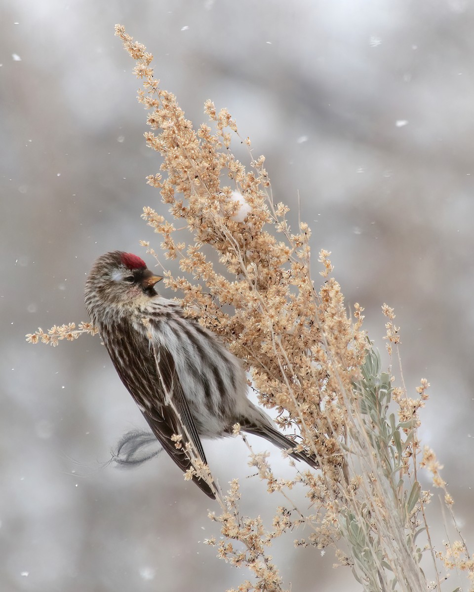 Common Redpoll - ML435937491