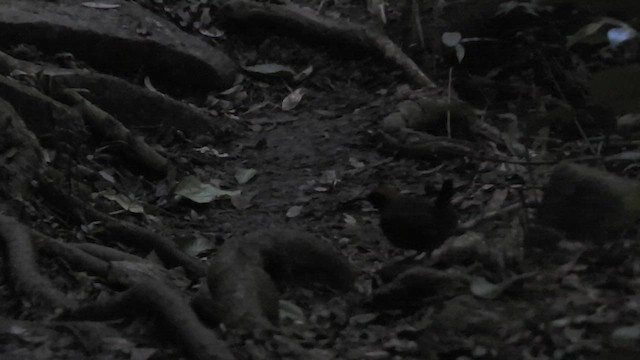 Rufous-capped Antthrush - ML435939781