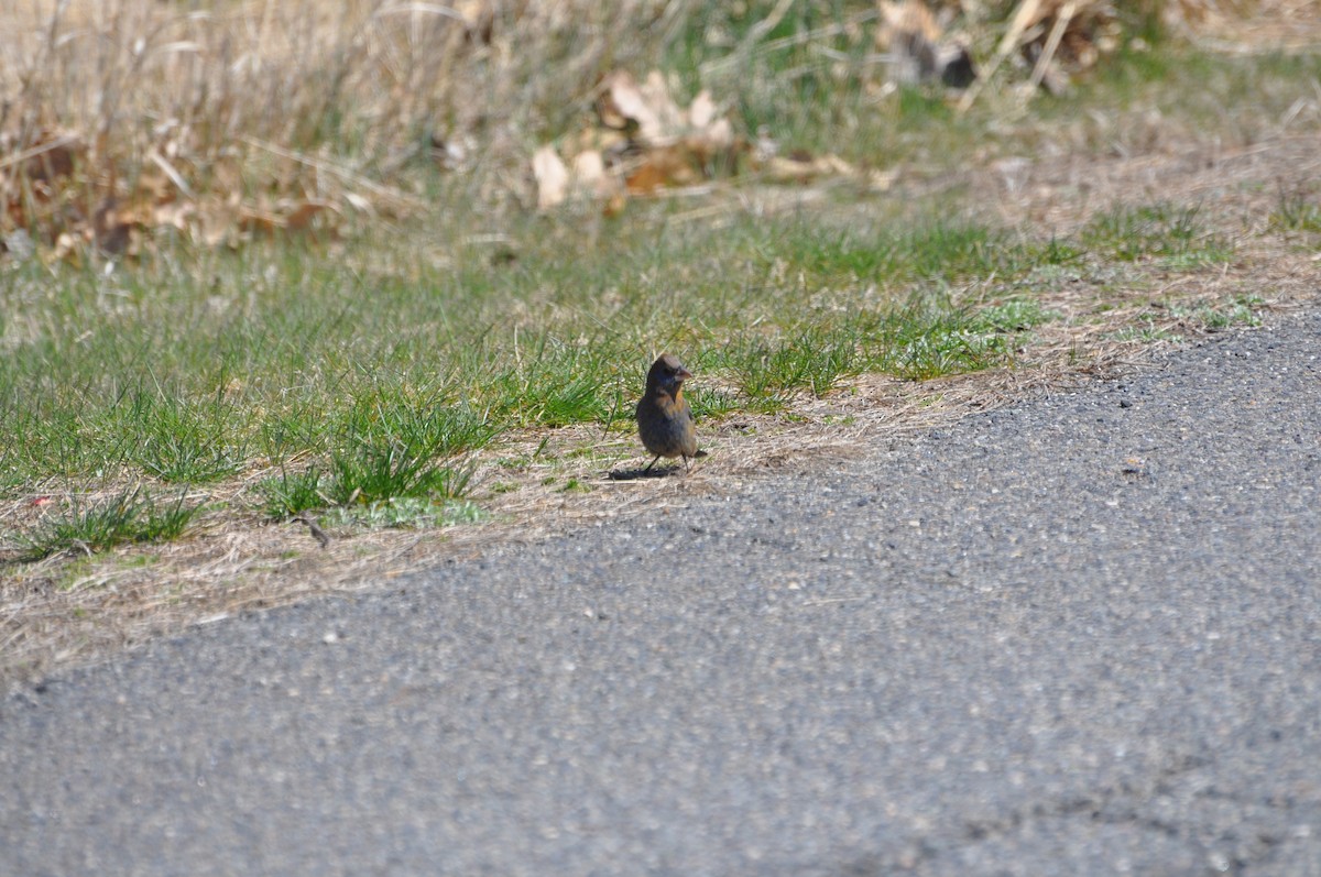 Blue Grosbeak - ML435941161