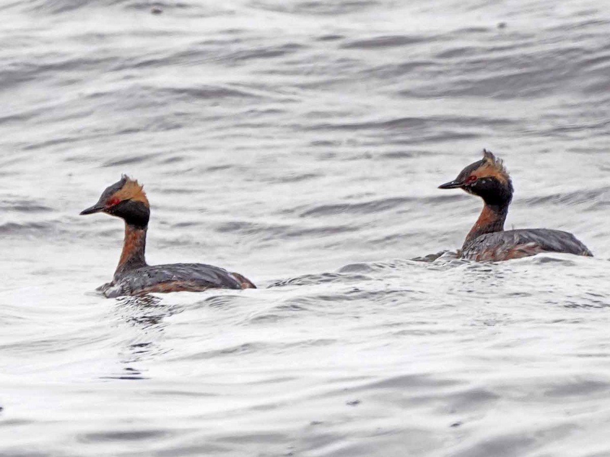 Horned Grebe - ML435941501