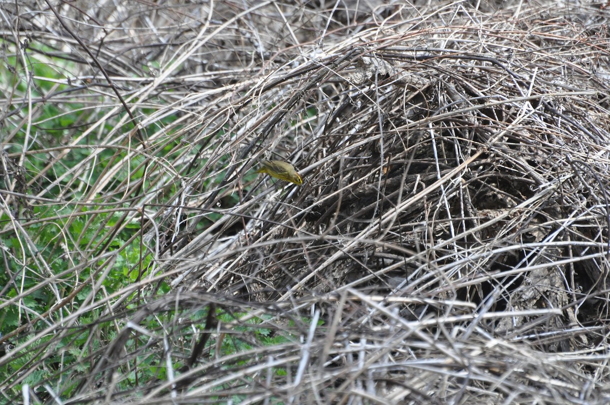 Palm Warbler - ML435941711