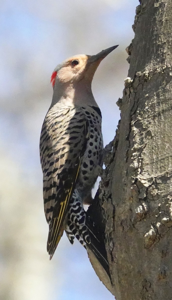 Northern Flicker (Yellow-shafted) - ML435942941