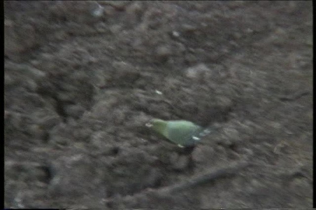 holub africký - ML435944
