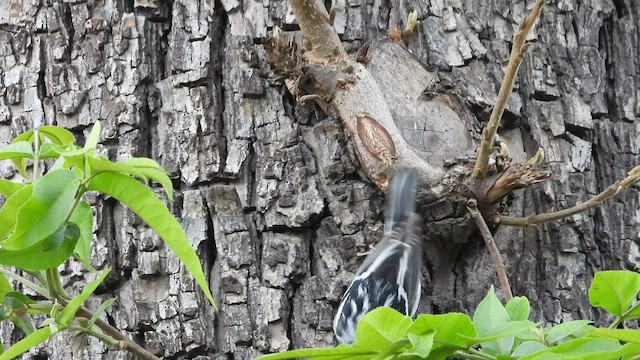 Black-and-white Warbler - ML435945921