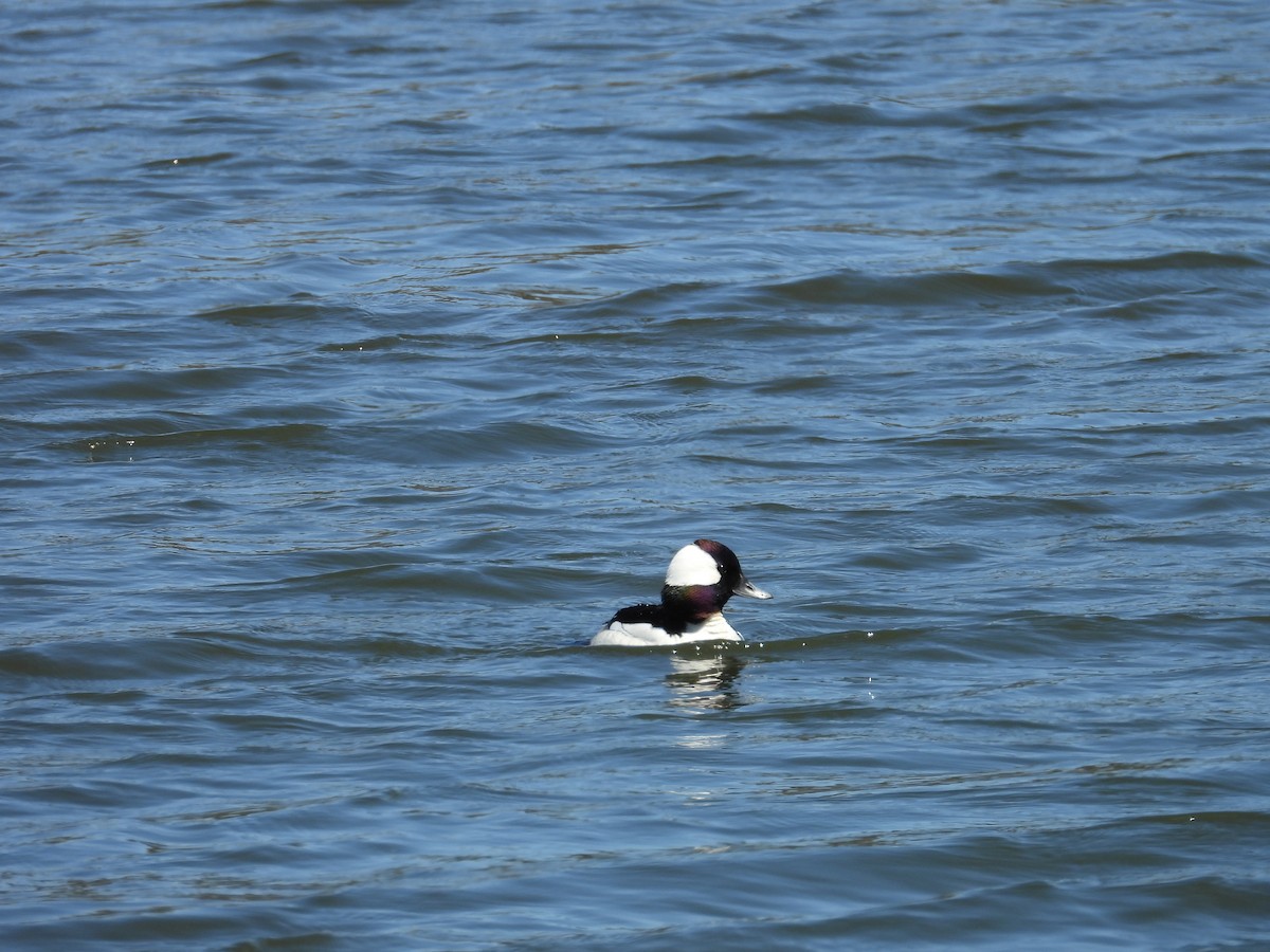 Bufflehead - ML435946631