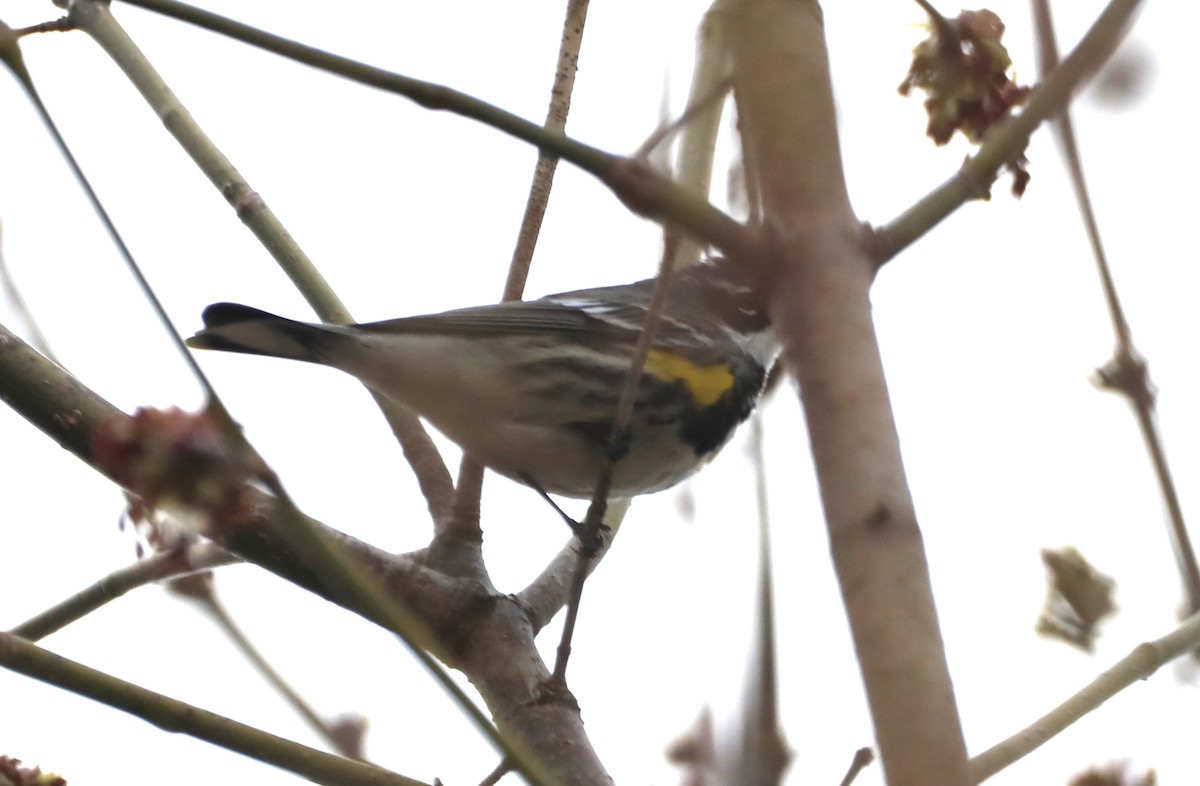 Yellow-rumped Warbler (Myrtle) - David Nicosia