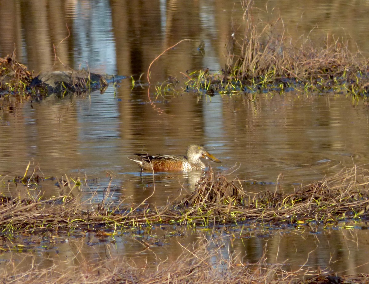 Northern Shoveler - ML43594731