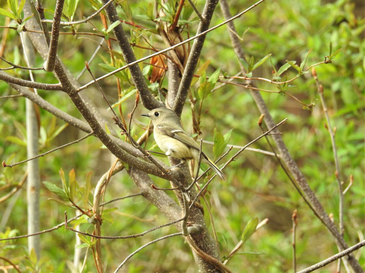 Ruby-crowned Kinglet - ML435947501