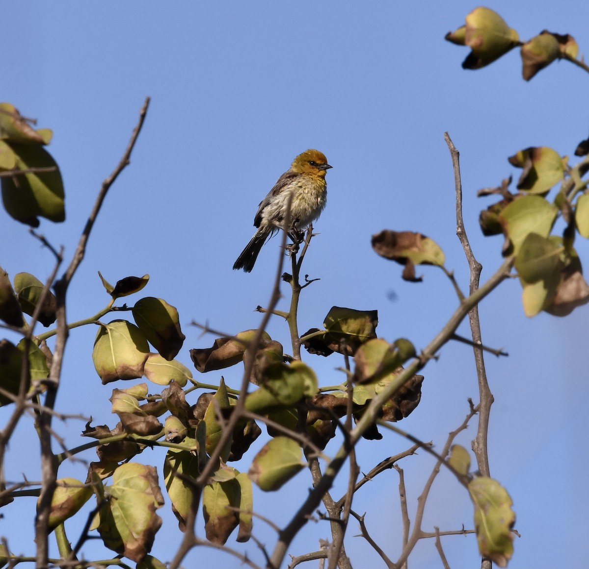 Verdin - ML435948181