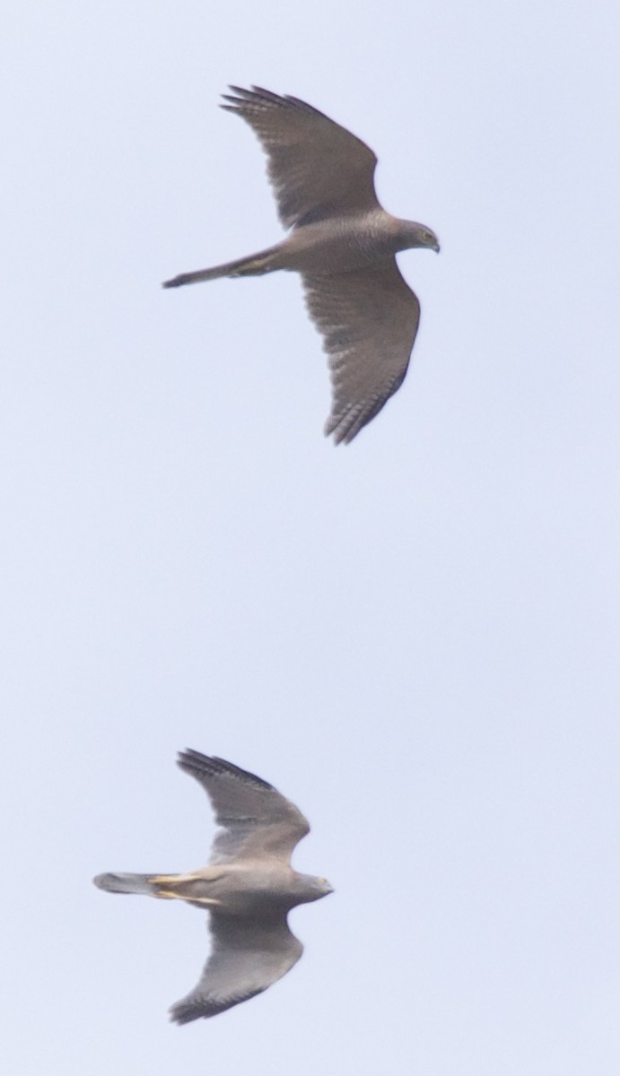 Brown Goshawk - ML435948311