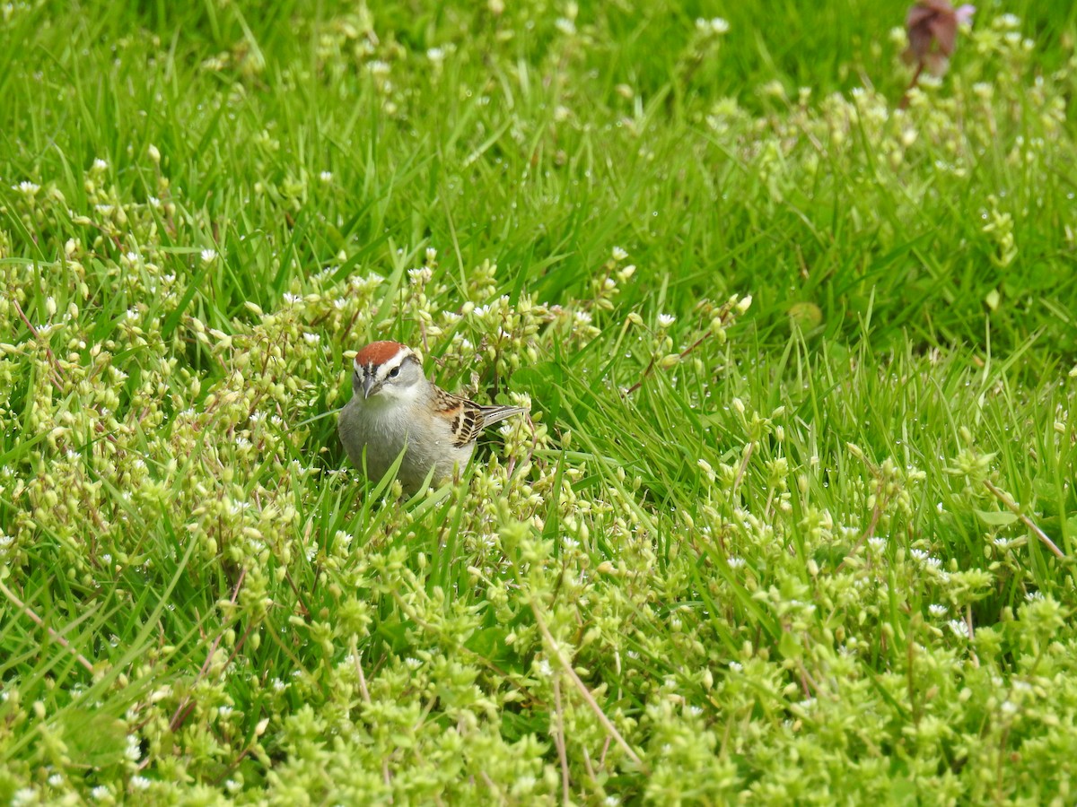 Chipping Sparrow - ML435949521
