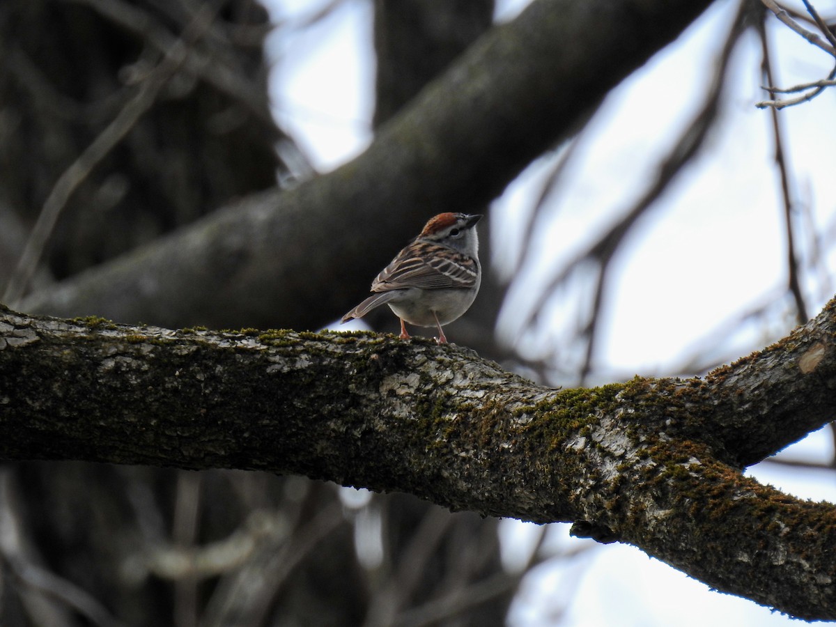 Chipping Sparrow - ML435949571