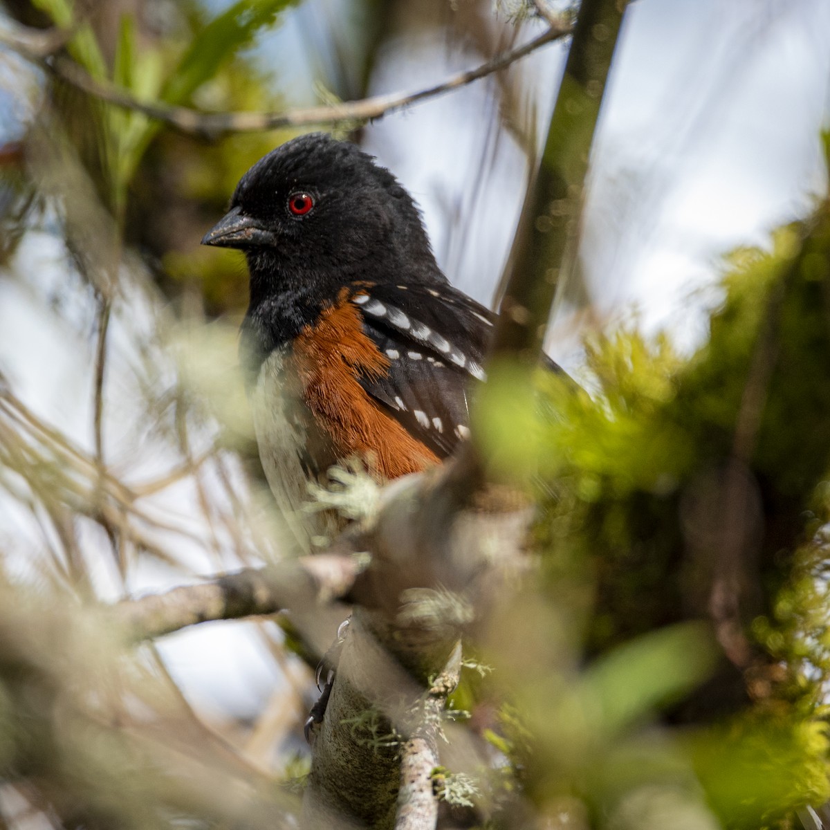 Spotted Towhee - ML435949721