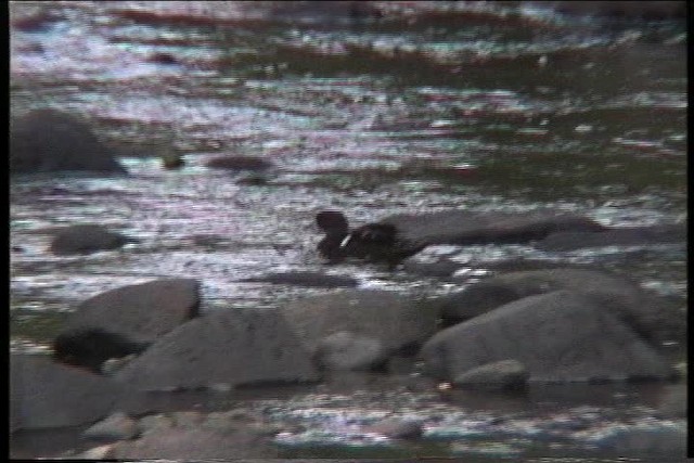 African Black Duck - ML435950