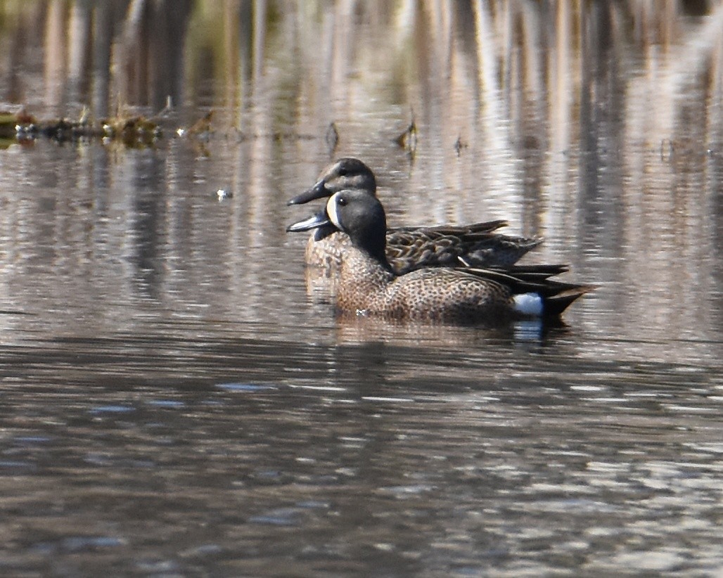 Blue-winged Teal - ML435951641