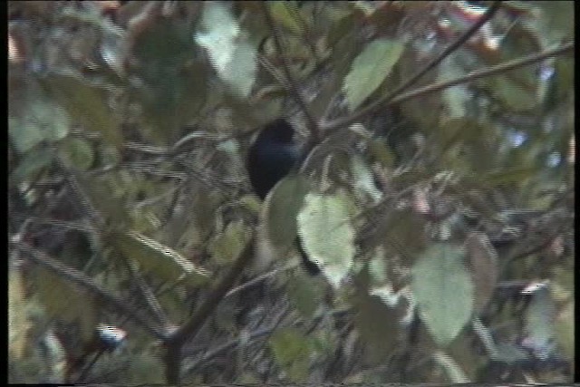 Purple-throated Cuckooshrike - ML435952