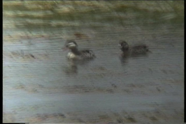 Red-billed Duck - ML435953