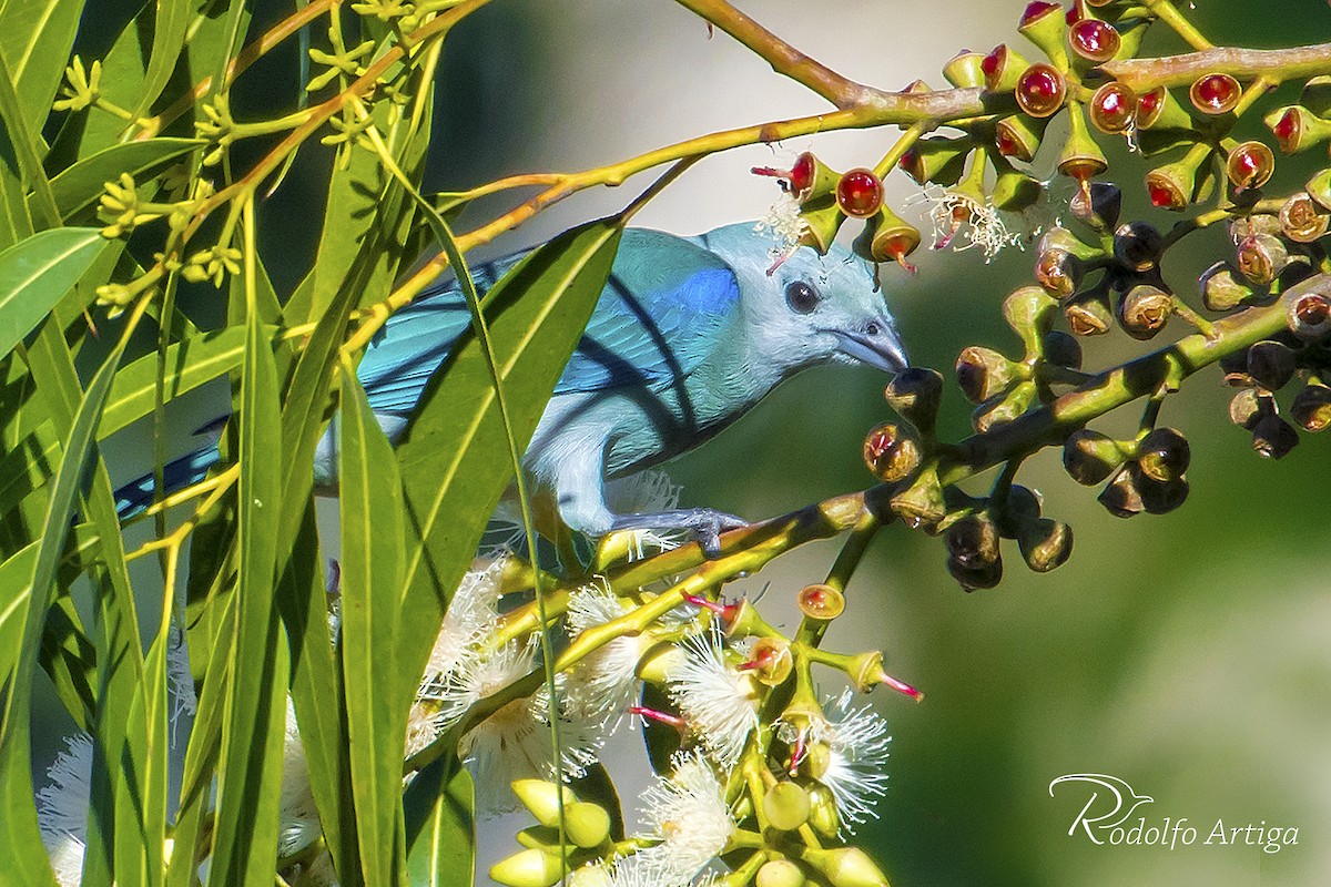 Blue-gray Tanager - ML43595411