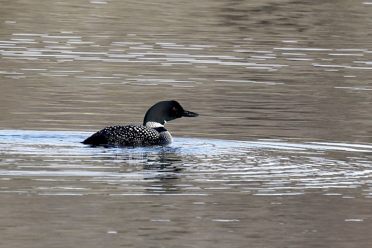 ハシグロアビ - ML435955101