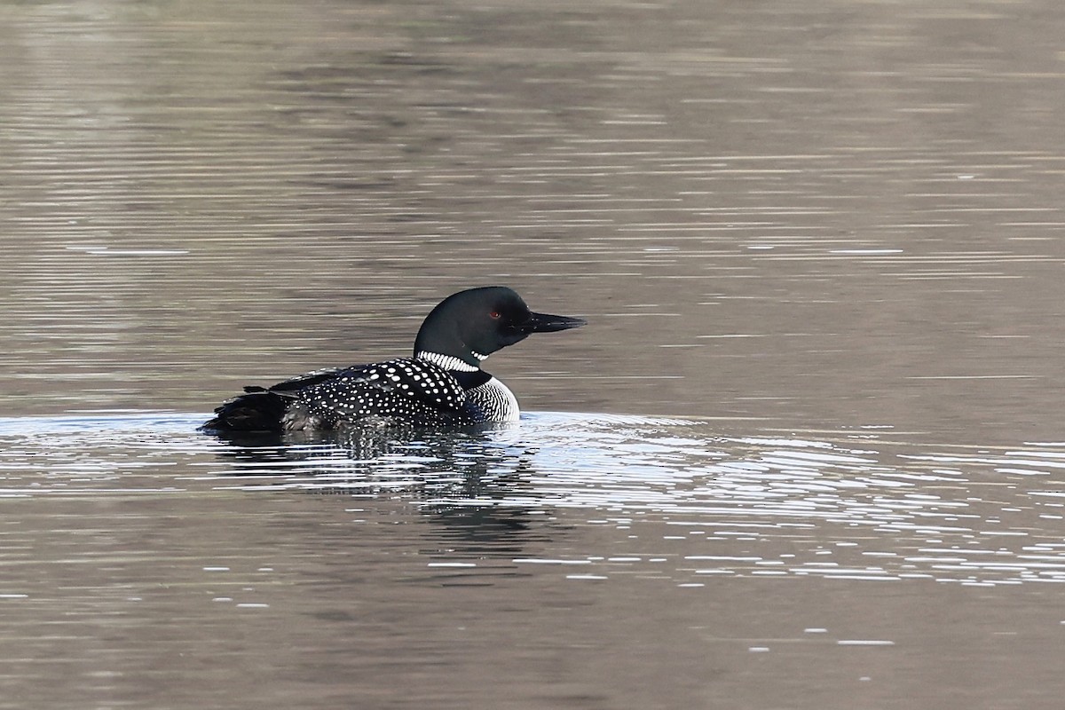 Common Loon - ML435955111