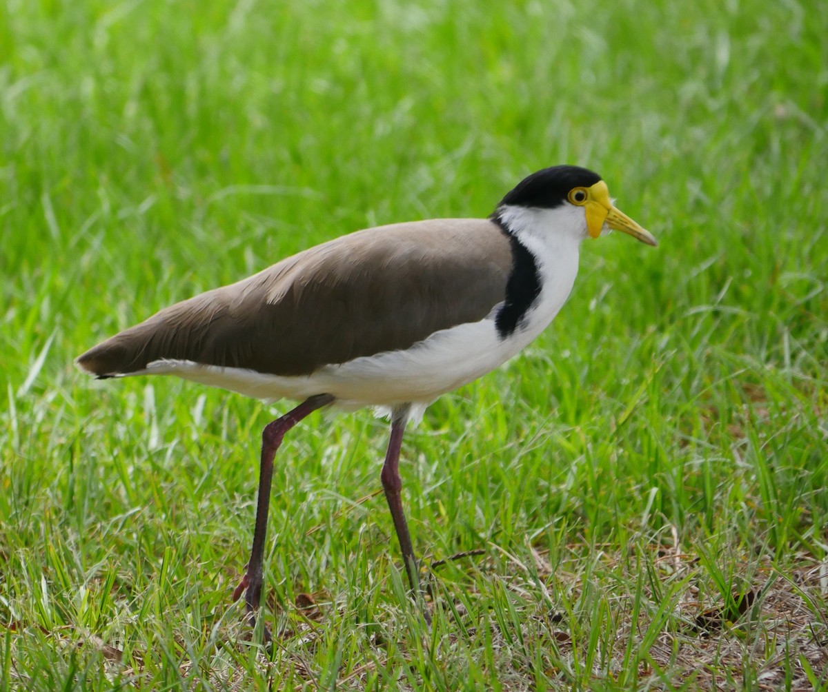 Masked Lapwing - ML43595561