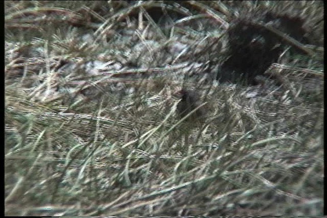 Quailfinch (Black-faced) - ML435956
