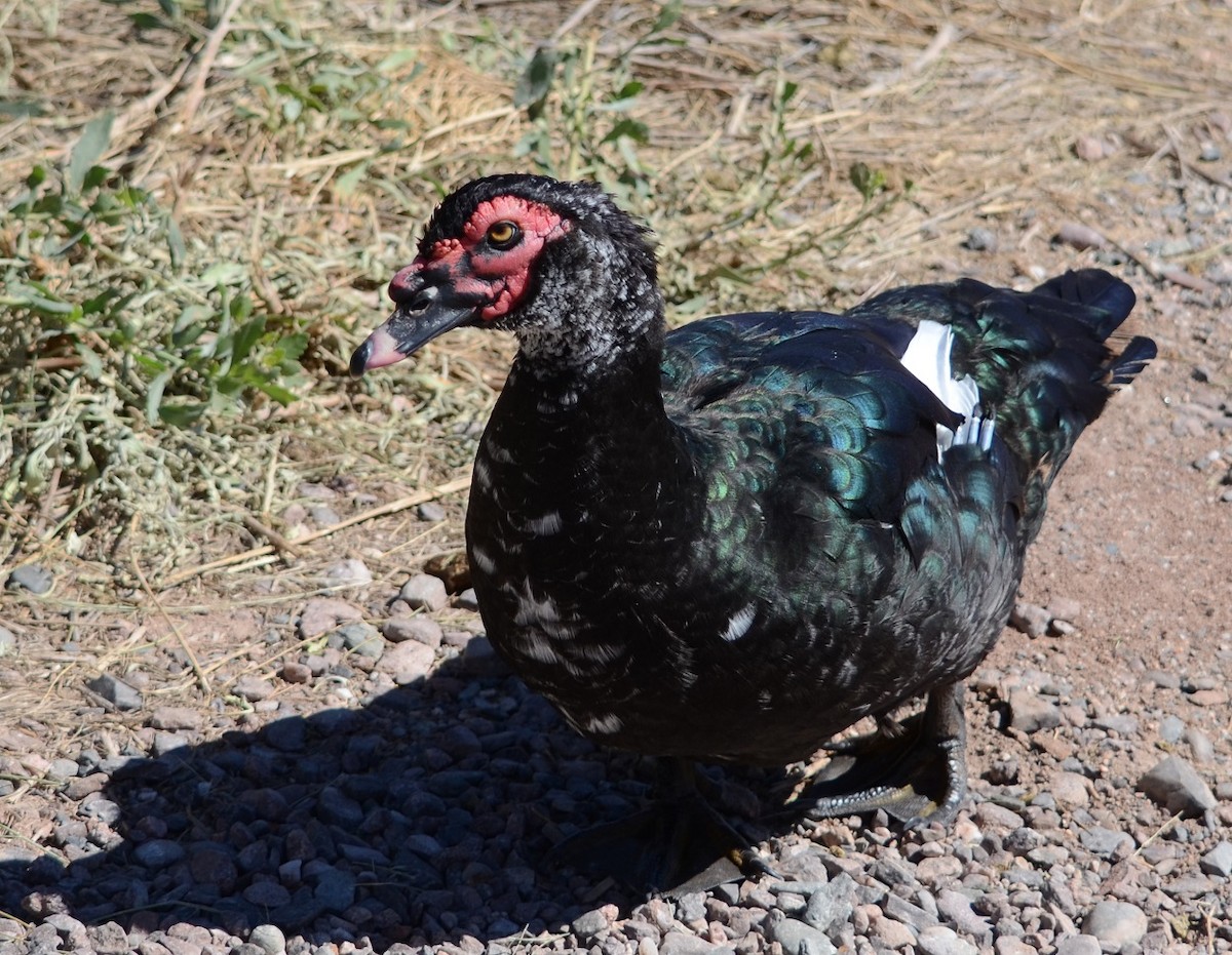 Muscovy Duck - Viviana Fuentes