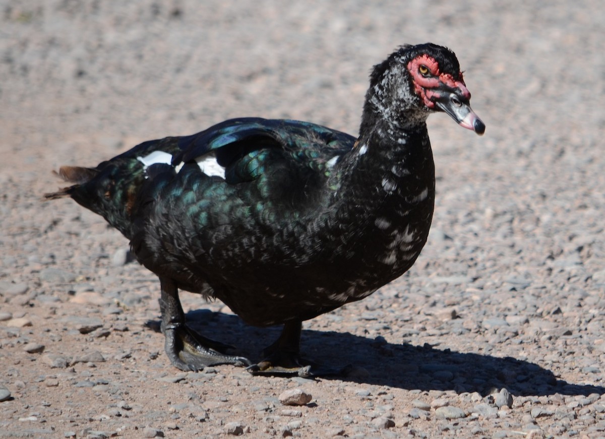 Muscovy Duck - Viviana Fuentes