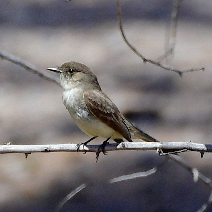 Eastern Phoebe - ML435957561