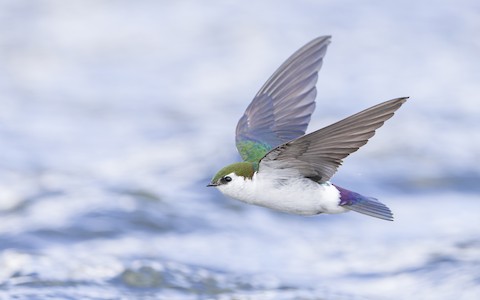 Violet-green Swallow - Tachycineta thalassina - メディア検索